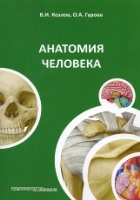 Анатомия человека