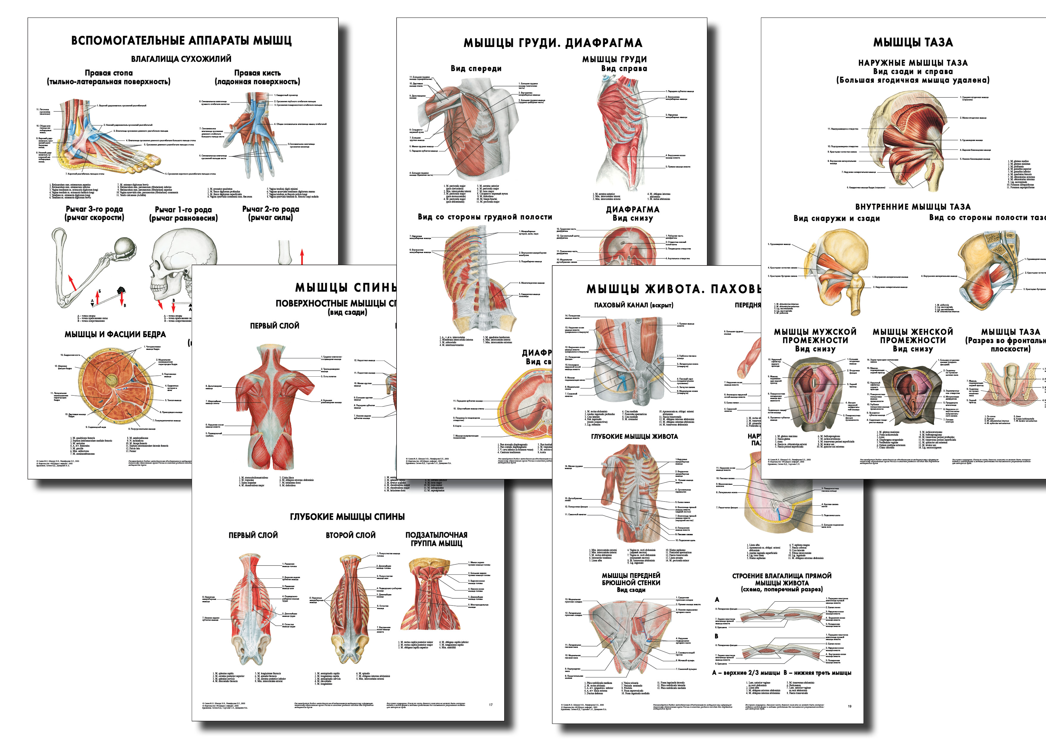 Анатомические плакаты 4 (1)