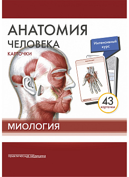 Анатомия человека: КАРТОЧКИ (43шт). Миология. Русские и латинские названия анатомических структур