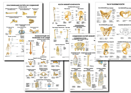 Анатомические плакаты 2