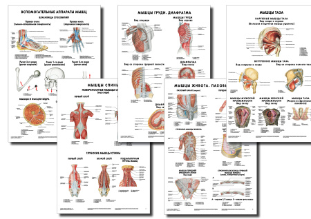 Анатомические плакаты 4 (1)