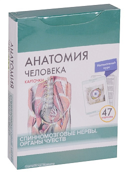 Анатомия человека: КАРТОЧКИ (47шт). Спинномозговые нервы. Органы чувств