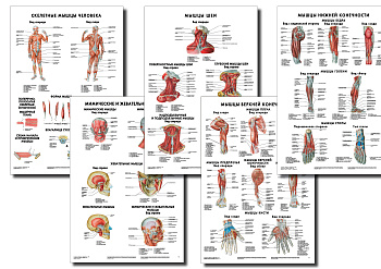 Анатомические плакаты комплект 3