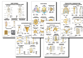 Анатомические плакаты комплект 1
