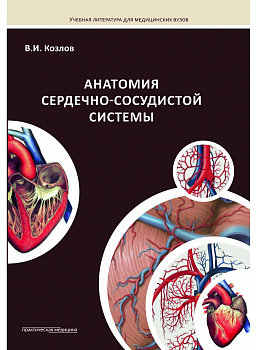 Анатомия сердечно-сосудистой системы